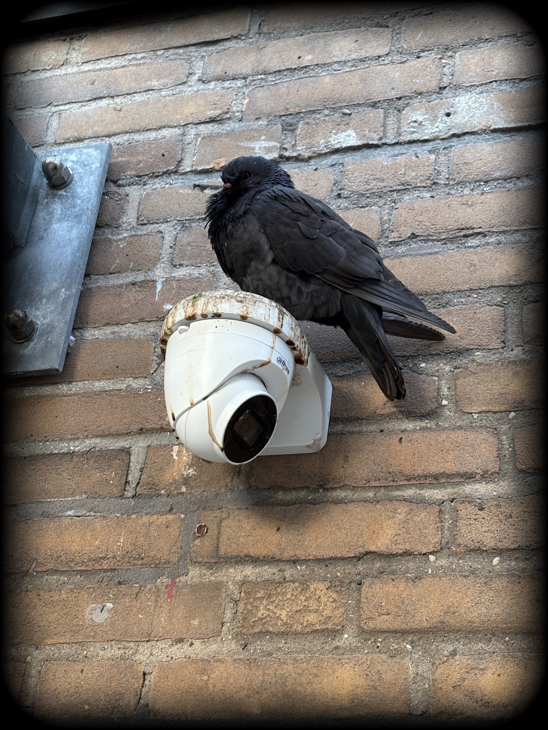 Kraai bovenop een camera aan een gevel